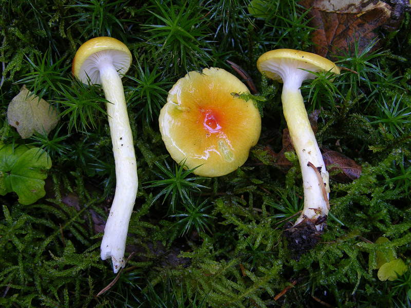 Hygrophorus bresadolae